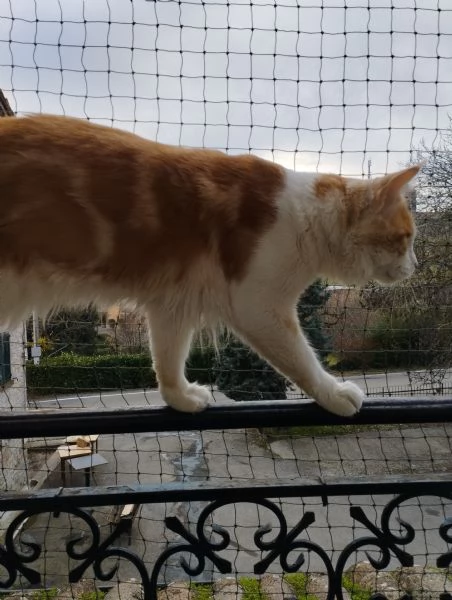 Maine Coon adulto  | Foto 2