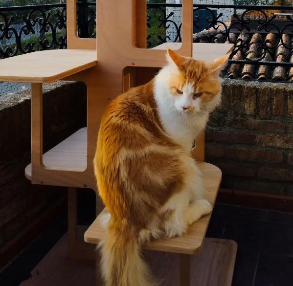 Maine Coon adulto  | Foto 1