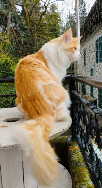 Maine Coon adulto  | Foto 0