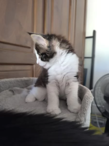Cuccioli Maine Coon  | Foto 2