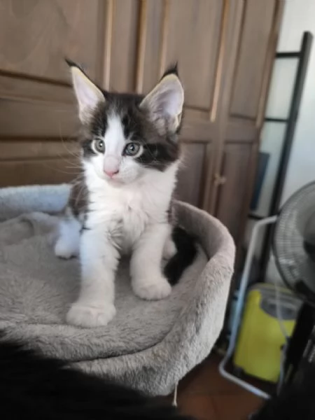 Cuccioli Maine Coon  | Foto 1