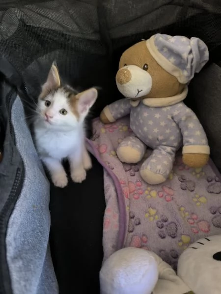 Cuccioli Maine Coon  | Foto 0