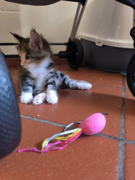 Cuccioli Maine Coon 