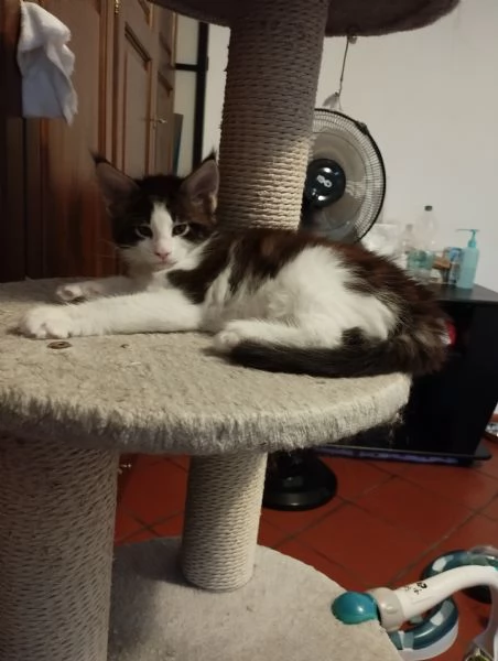 Cuccioli Maine Coon  | Foto 4
