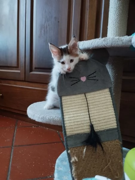 Cuccioli Maine Coon  | Foto 3