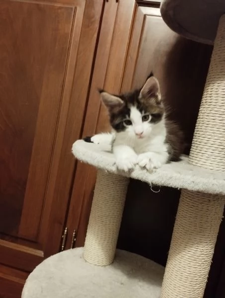Cuccioli Maine Coon 