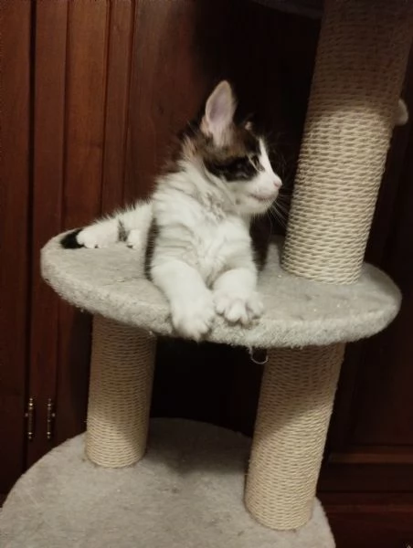 Cuccioli Maine Coon  | Foto 2