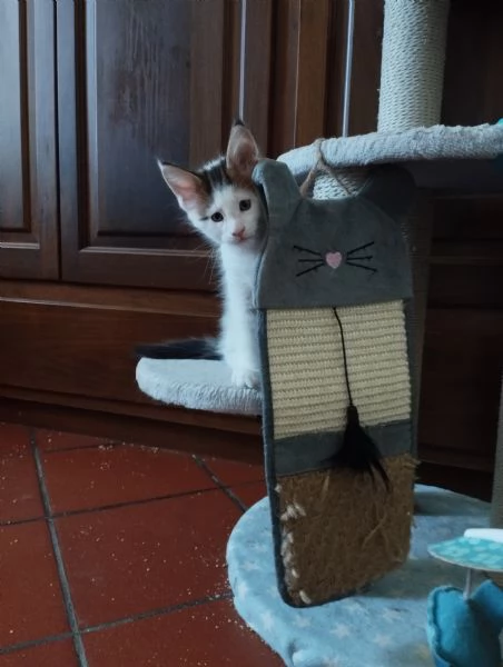 Cuccioli Maine Coon  | Foto 1