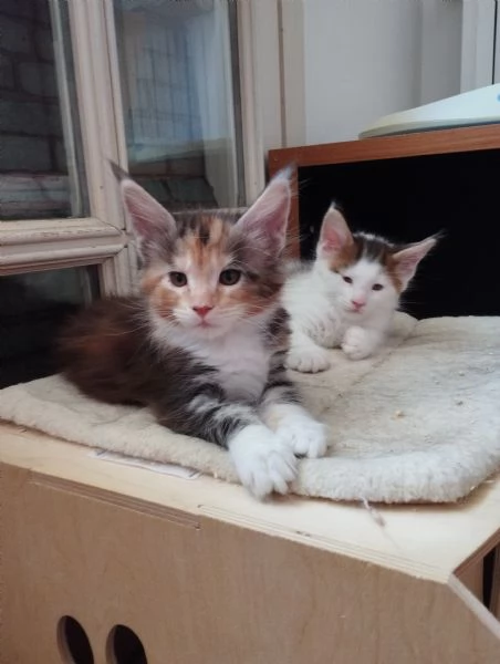 Cuccioli Maine Coon  | Foto 0