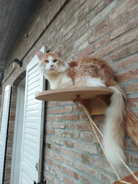 Maine Coon  | Foto 4