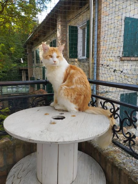Maine Coon  | Foto 2