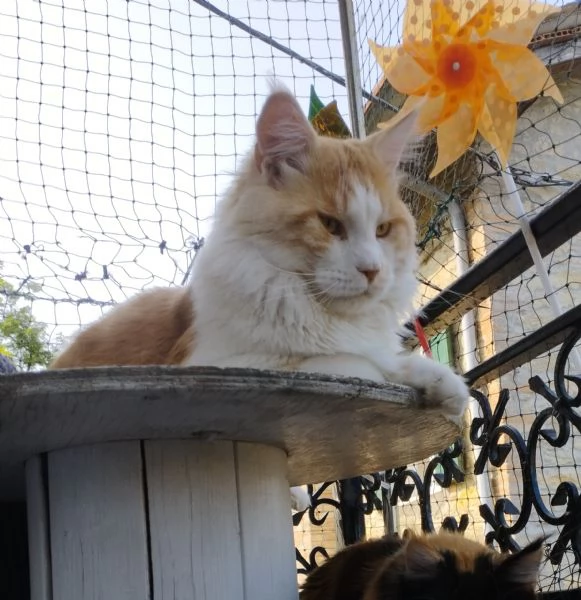 Maine Coon  | Foto 0
