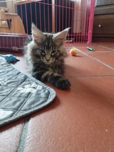 Cucciolo Maine Coon  | Foto 3
