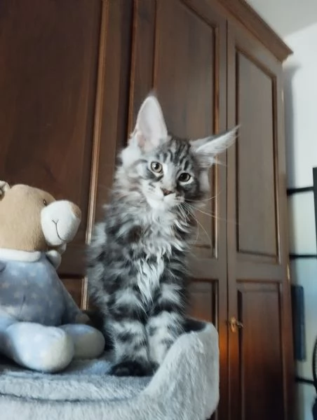 Cucciolo Maine Coon  | Foto 0