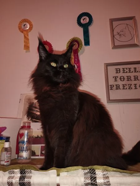 maine coon adulta | Foto 3