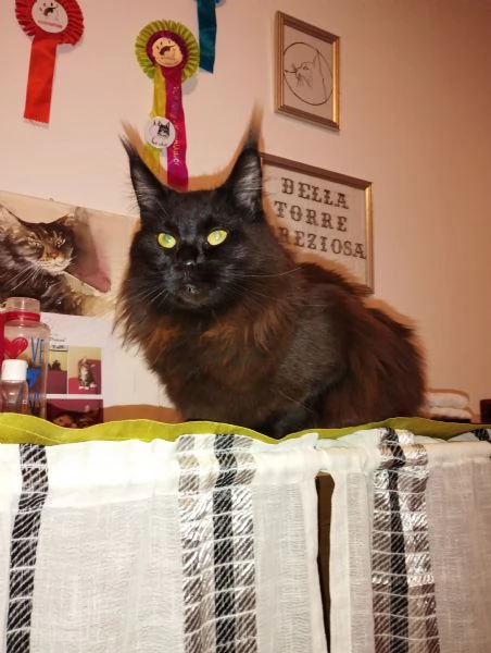 maine coon adulta