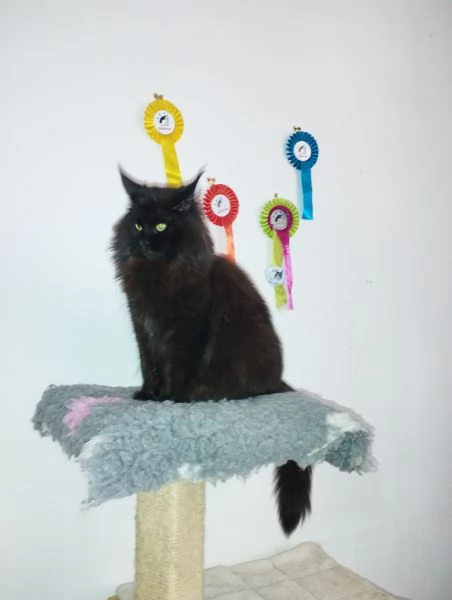 maine coon adulta | Foto 2
