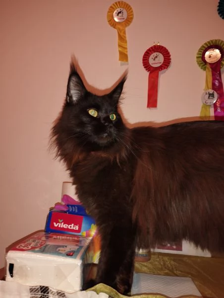 maine coon adulta | Foto 1