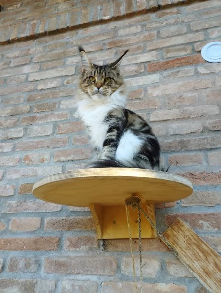 maine coon adulta | Foto 3