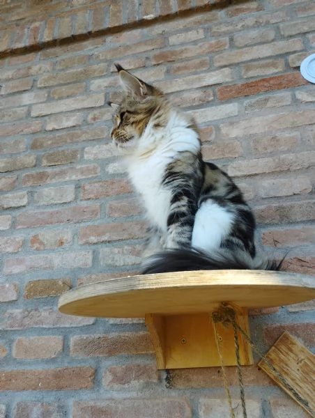 maine coon adulta | Foto 2