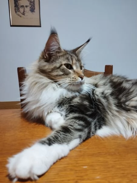 maine coon adulta