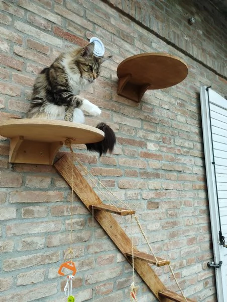 maine coon adulta | Foto 1