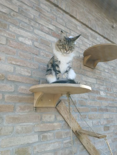 maine coon adulta | Foto 0