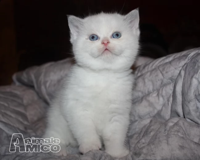  patty adorabile gatta in adozione | Foto 0