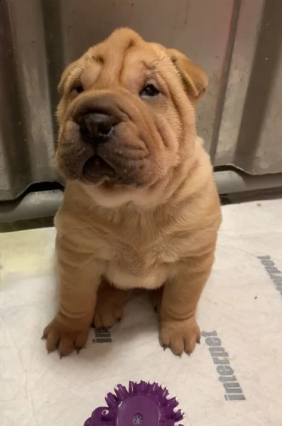 cuccioli shar pei | Foto 0