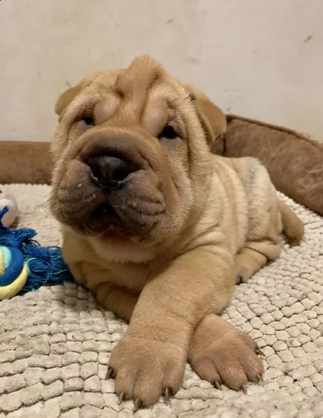 cuccioli shar pei