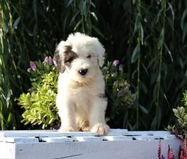 bellissimi kuccioli bobtail altissima genealogia