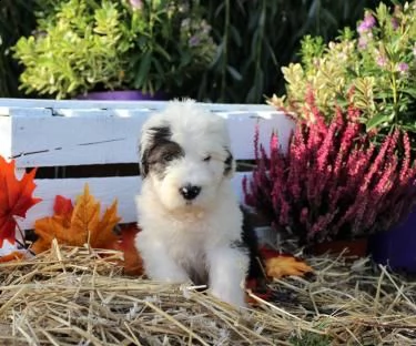 bellissimi kuccioli bobtail altissima genealogia | Foto 1