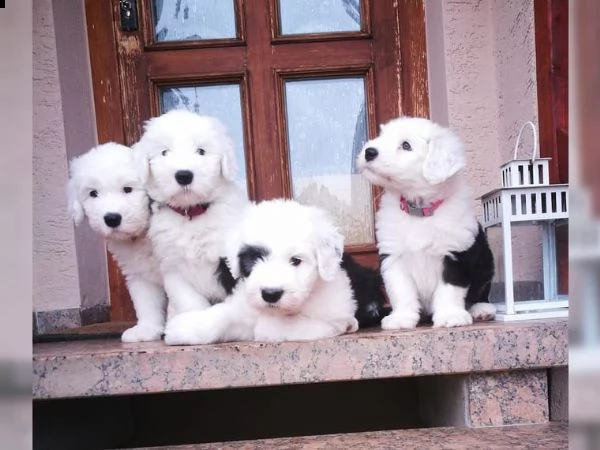 bellissimi kuccioli bobtail altissima genealogia | Foto 0