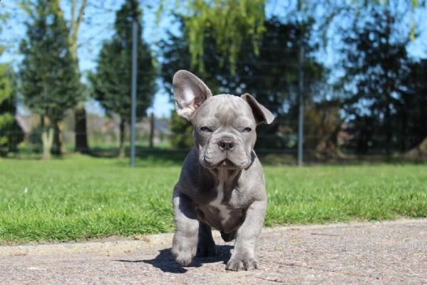 cuccioli bulldog francese  pedigree enci | Foto 1