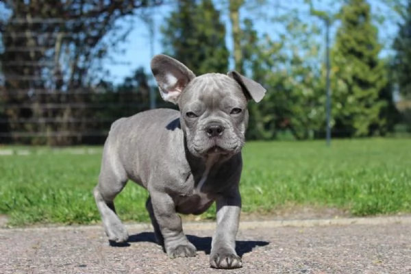cuccioli bulldog francese  pedigree enci | Foto 0