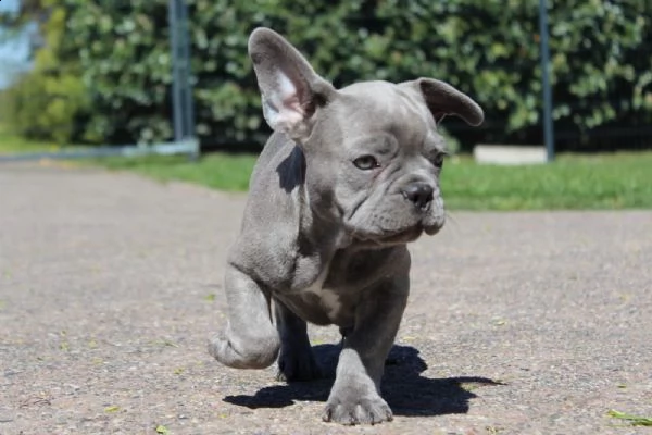 cuccioli bulldog francese  pedigree enci