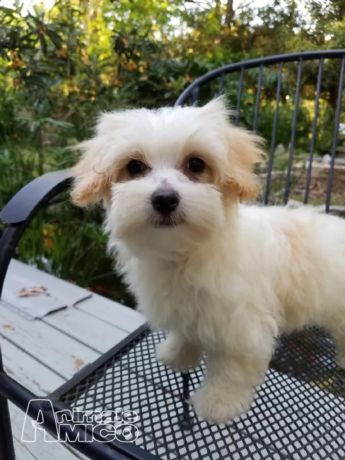 cuccioli di maltese con pedigree enci 