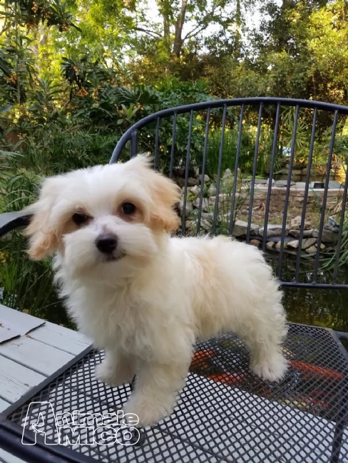 cuccioli di maltese con pedigree enci  | Foto 1
