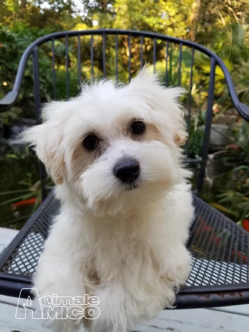 cuccioli di maltese con pedigree enci  | Foto 0