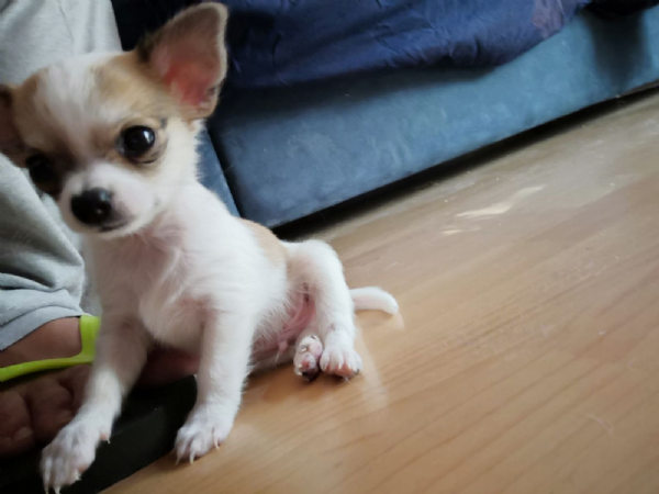 Vendita Cucciolo Chihuahua Da Privato A Milano Cucciolo Di Chihuahua