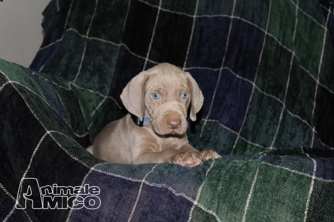 cuccioli weimaraner  con pedigree con pedigree | Foto 1