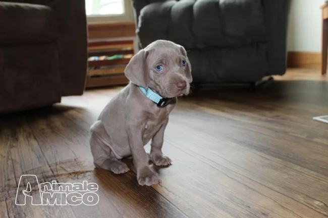 cuccioli weimaraner  con pedigree con pedigree | Foto 0