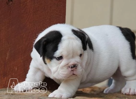 sani cuccioli bulldog inglese per ladozione