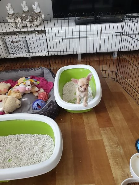  chihuahua  | Foto 0
