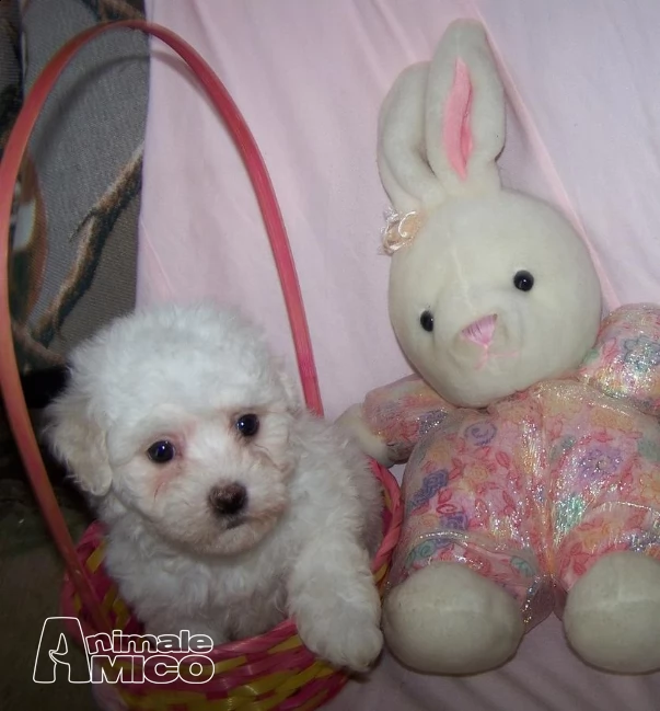  stupendi cuccioli di bichon a poil fris | Foto 2