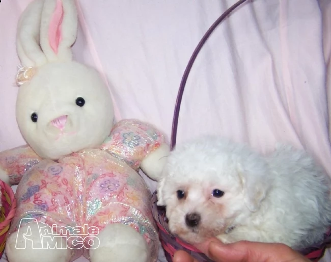  stupendi cuccioli di bichon a poil fris | Foto 1