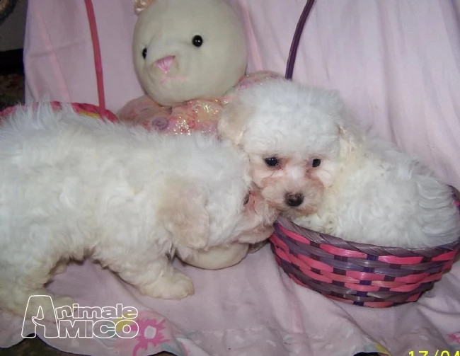  stupendi cuccioli di bichon a poil fris | Foto 0