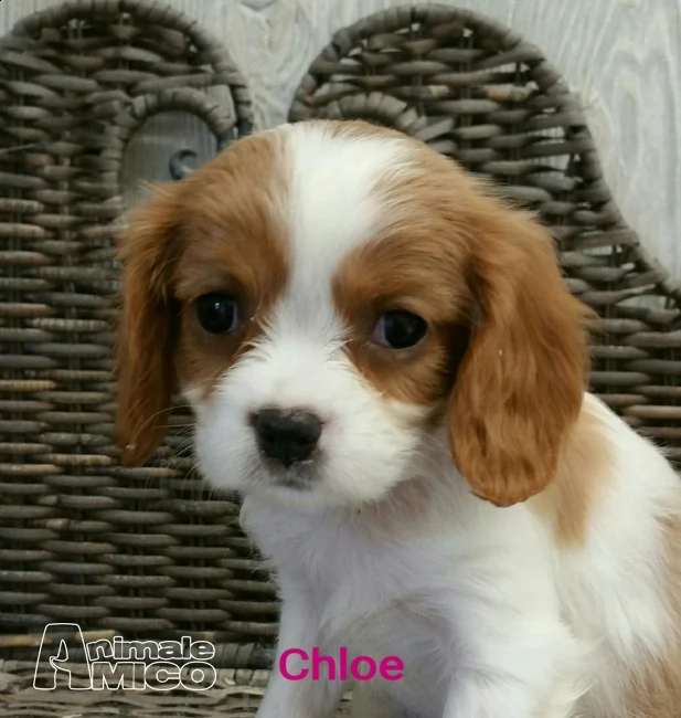 dolcissimi cuccioli cavalier king charles spaniel