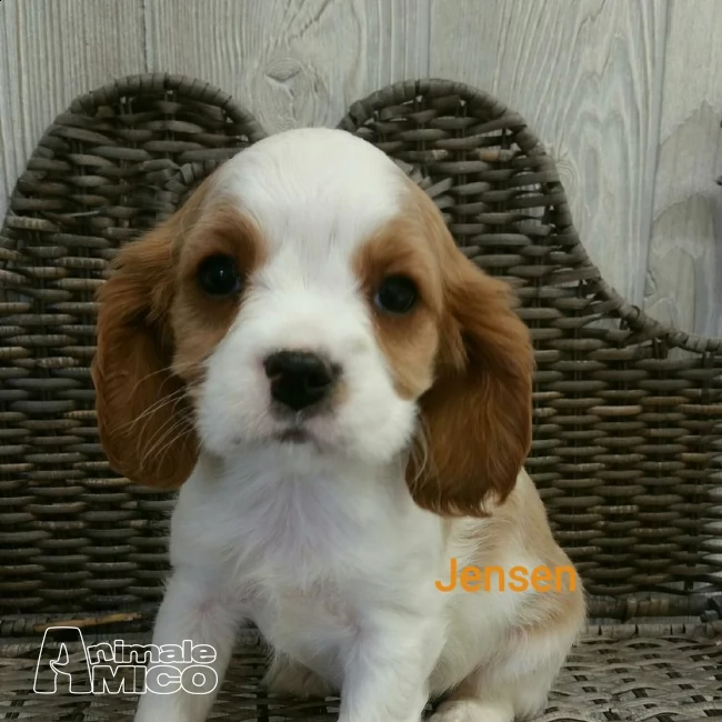 dolcissimi cuccioli cavalier king charles spaniel | Foto 1