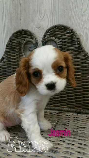 dolcissimi cuccioli cavalier king charles spaniel | Foto 0